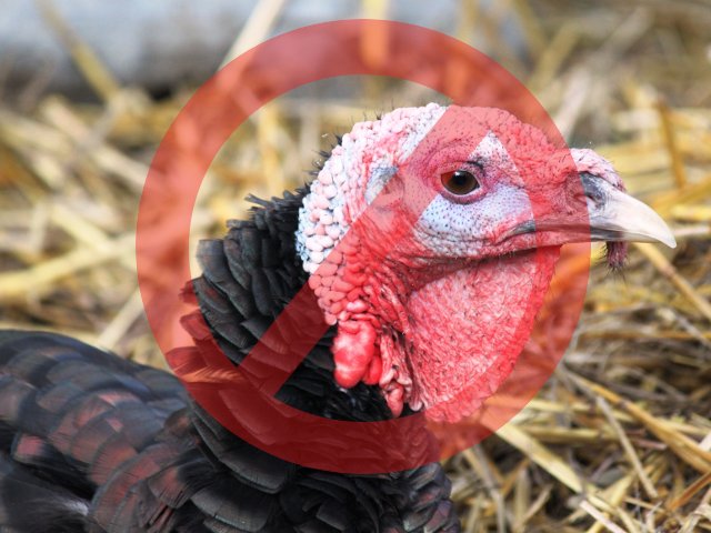 Thanksturkey Bad Item image